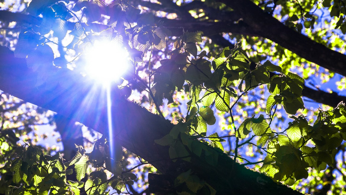 O Fotomagazin / Pregrtner Pflanzl- und Gartenkirtag 2016